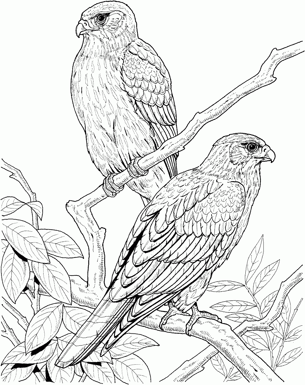 adult coloring pages realistic animals adult coloring pages realistic animals