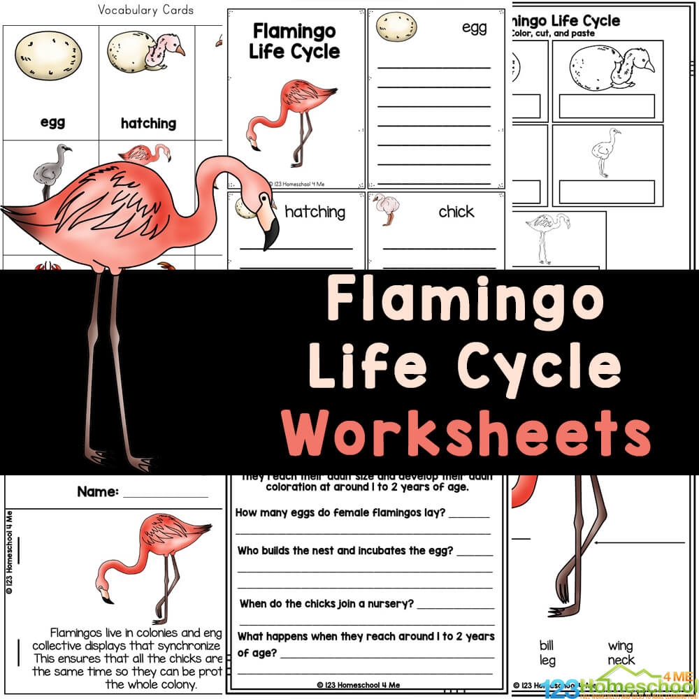 Bird Life Cycle Coloring Pages 2025 