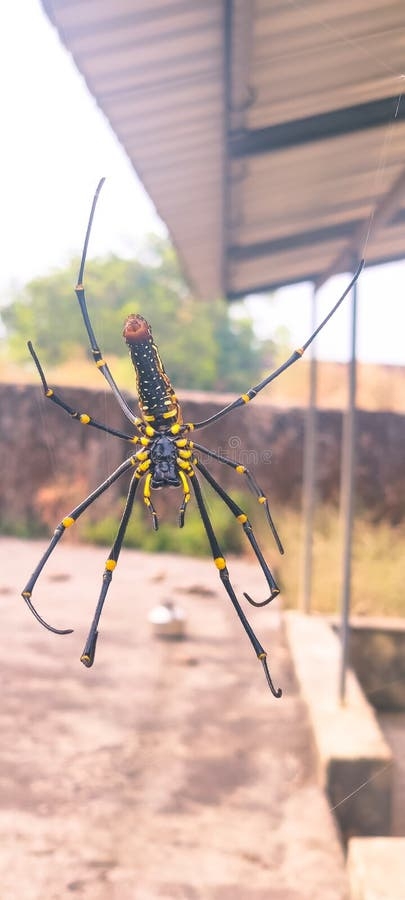 Black And Yellow Colored Spider Hanging From His Web Stock Photo Black And Yellow Colored Spider Hanging From His Web Stock Photo