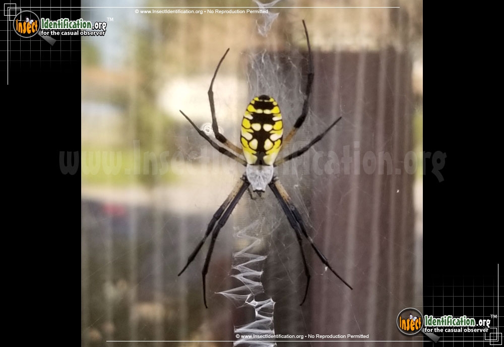 Black And Yellow Garden Spider Black And Yellow Garden Spider