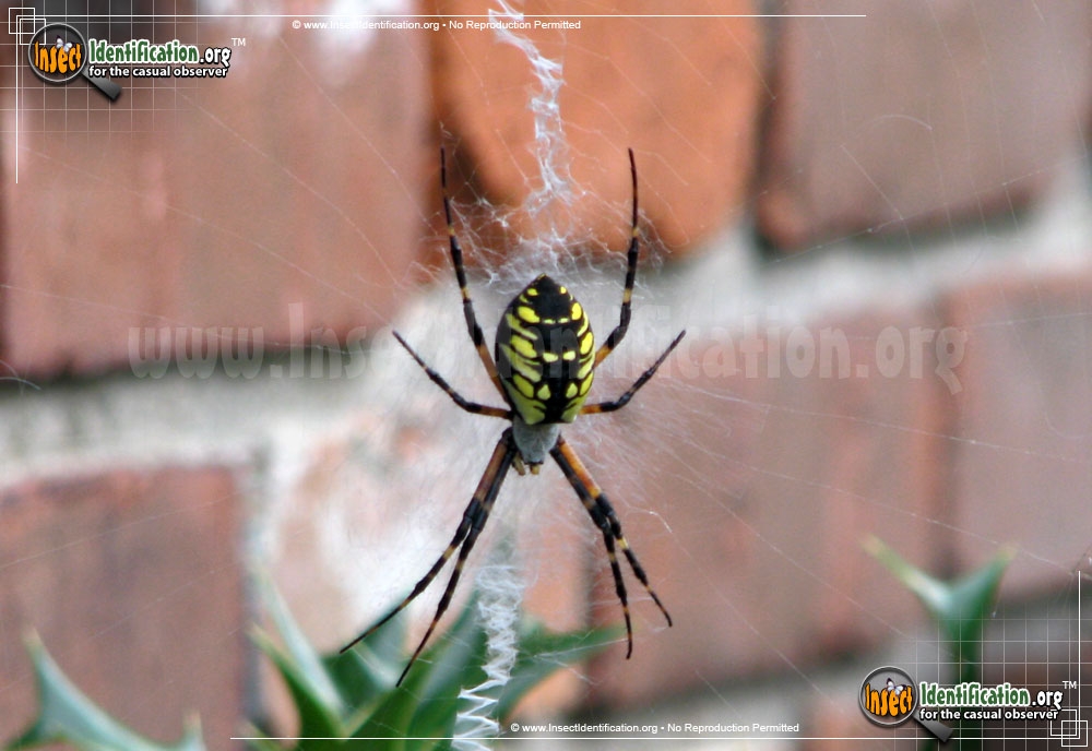 Black And Yellow Garden Spider Black And Yellow Garden Spider
