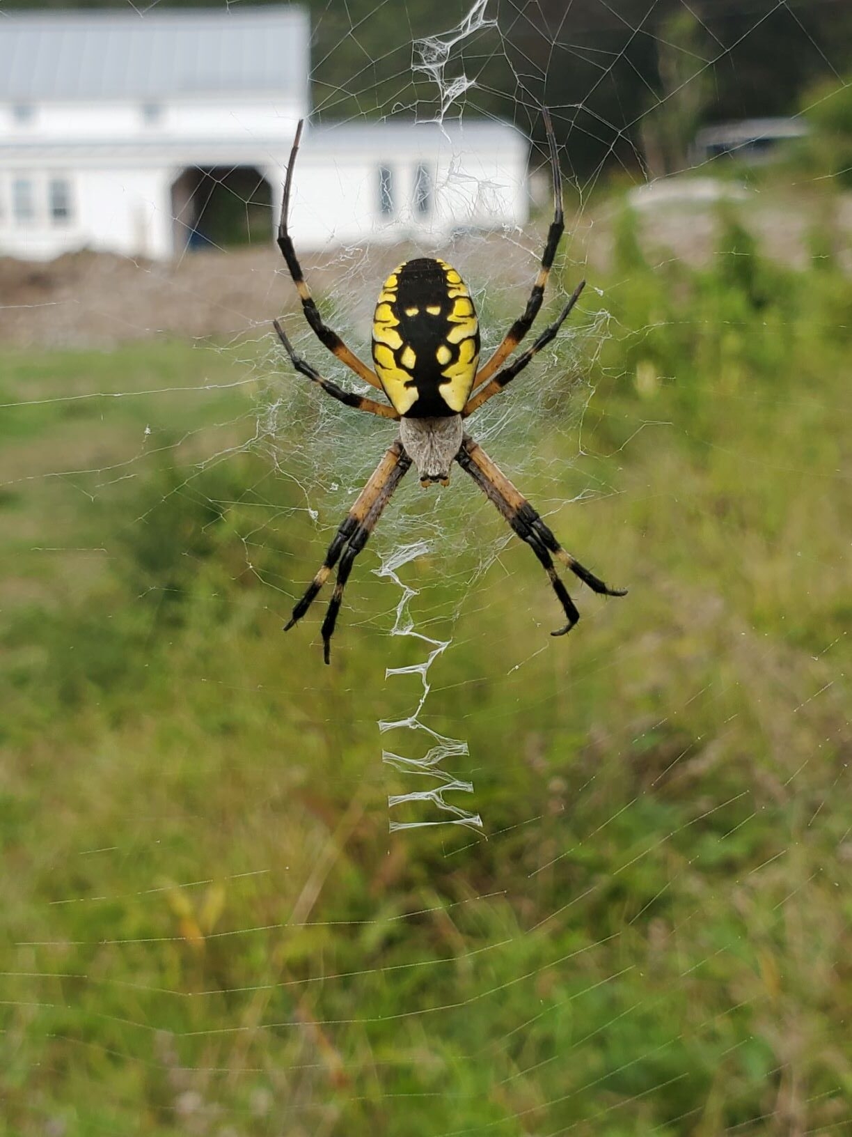 Black And Yellow Garden Spider Boothbay Region Land Trust Black And Yellow Garden Spider Boothbay Region Land Trust