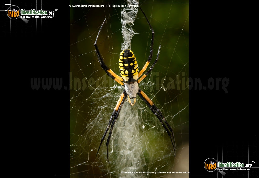 Black And Yellow Garden Spider Black And Yellow Garden Spider