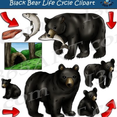 Life Cycle of a Bear Life Cycle of a Bear