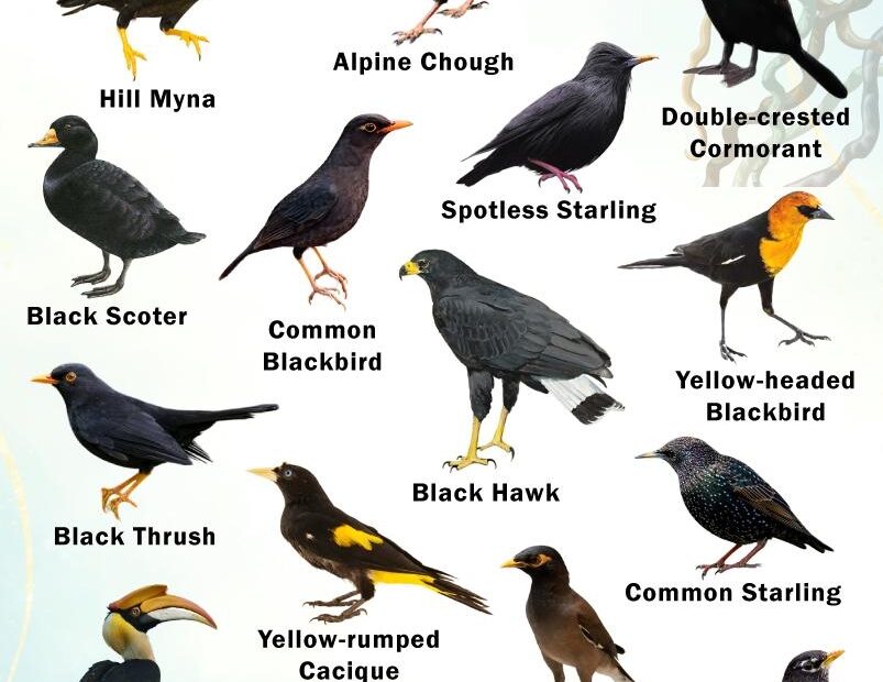Black Birds With Yellow Beaks Facts List Pictures