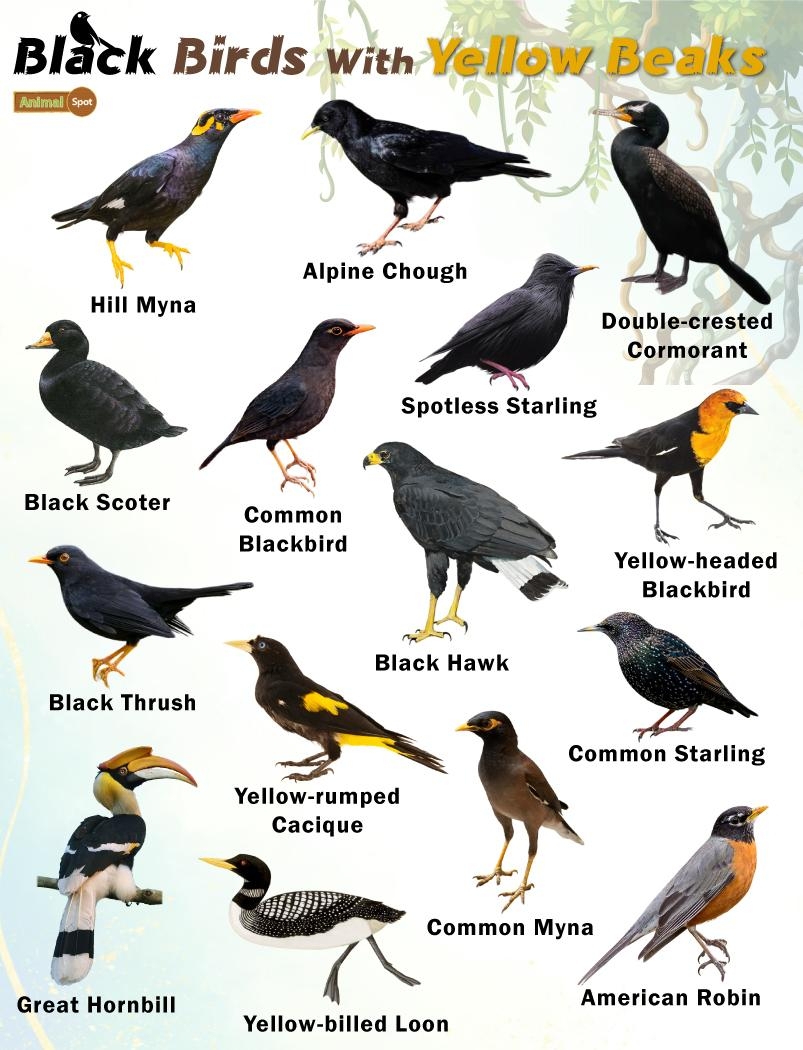 Black Birds With Yellow Beaks Facts List Pictures Black Birds With Yellow Beaks Facts List Pictures