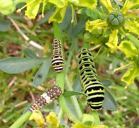 Black Swallowtail Caterpillar
