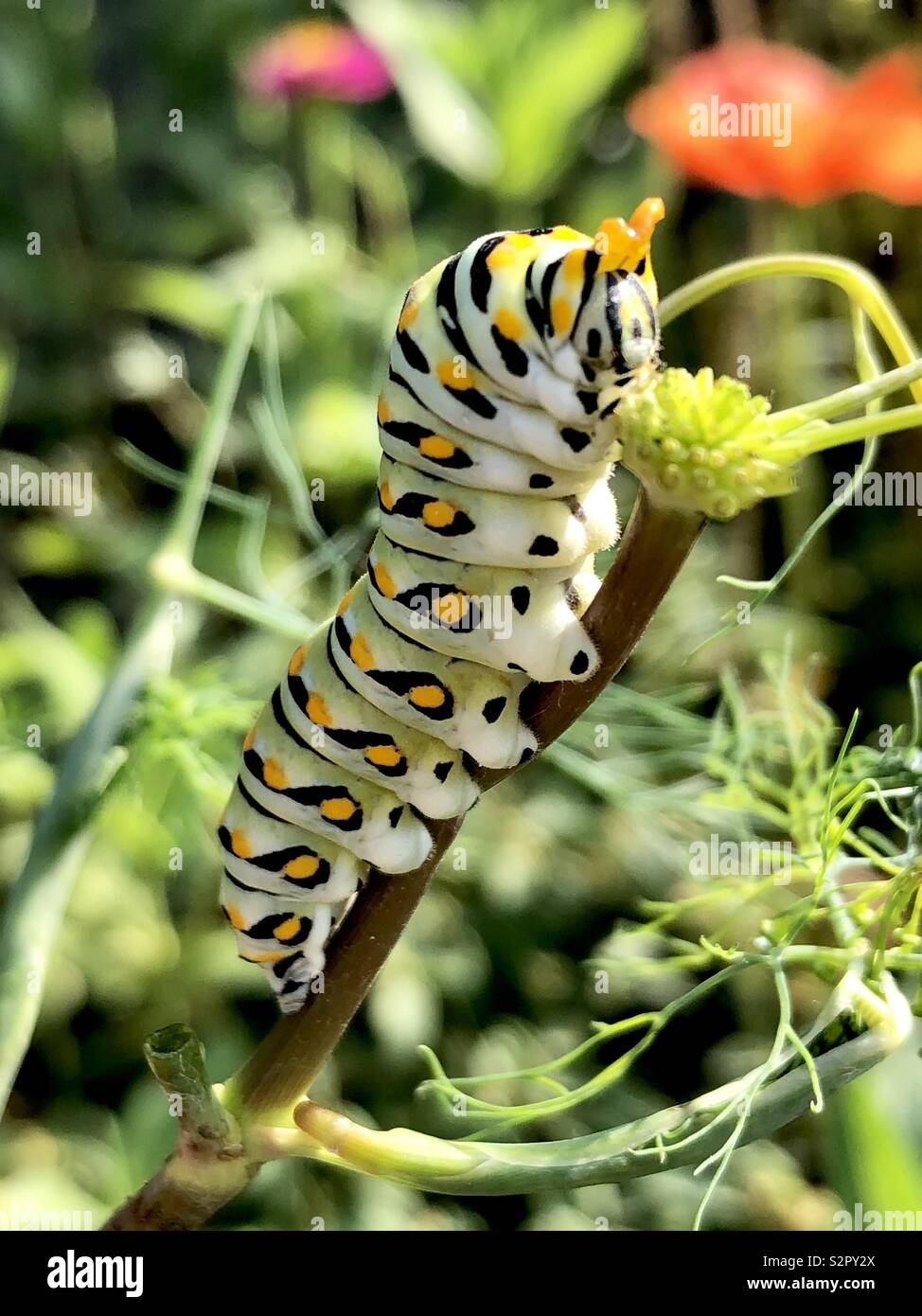 Black Swallowtail Caterpillar Stock Photo Alamy