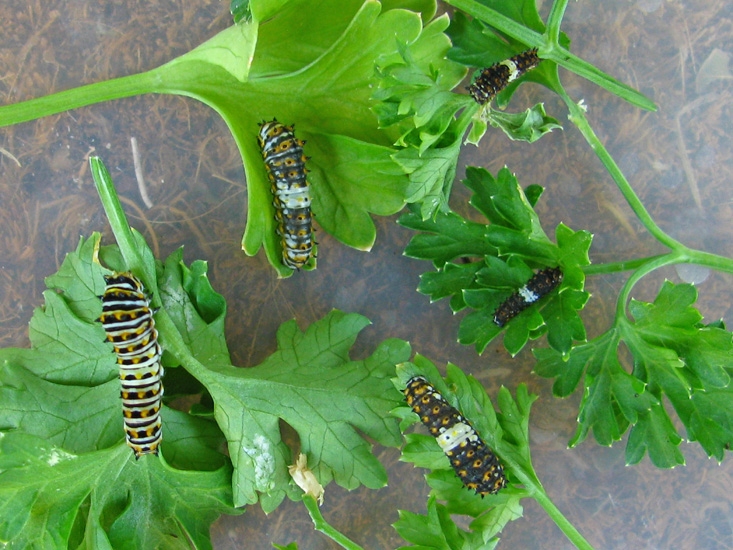 black swallowtail stages black swallowtail stages