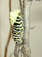 Black Swallowtail Chrysalis To Butterfly Black Swallowtail Chrysalis To Butterfly