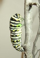Black Swallowtail Chrysalis To Butterfly Black Swallowtail Chrysalis To Butterfly