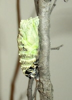 Black Swallowtail Chrysalis To Butterfly Black Swallowtail Chrysalis To Butterfly