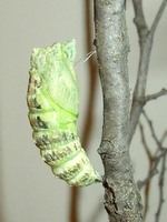how long black swallowtail chrysalis how long black swallowtail chrysalis