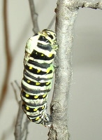 Black Swallowtail Chrysalis To Butterfly