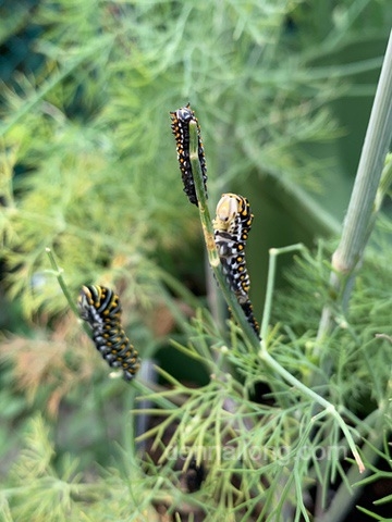 Black Swallowtail LarvaeDonna L Long