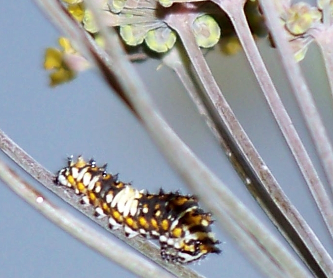 Black Swallowtail Life Cycle What 39 s That Bug Black Swallowtail Life Cycle What 39 s That Bug