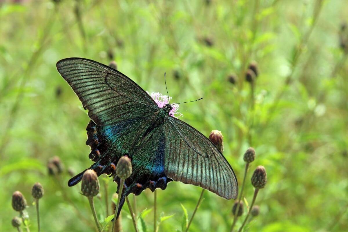 Black Swallowtail Male Vs Female How Do You Tell Gardenia Organic Black Swallowtail Male Vs Female How Do You Tell Gardenia Organic