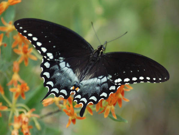 Black Swallowtail Vs Spicebush Swallowtail Butterflies Wyckoff Area Black Swallowtail Vs Spicebush Swallowtail Butterflies Wyckoff Area