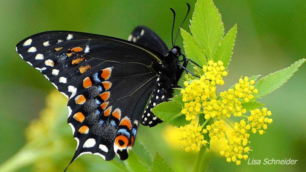 where do black swallowtails pupate where do black swallowtails pupate