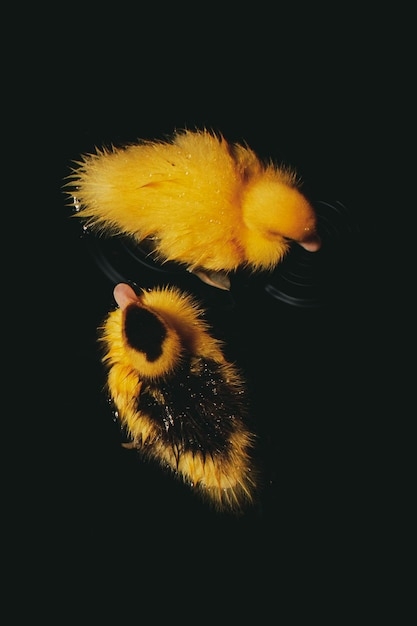 Black Yellow Animals Images Free Download On Freepik Black Yellow Animals Images Free Download On Freepik