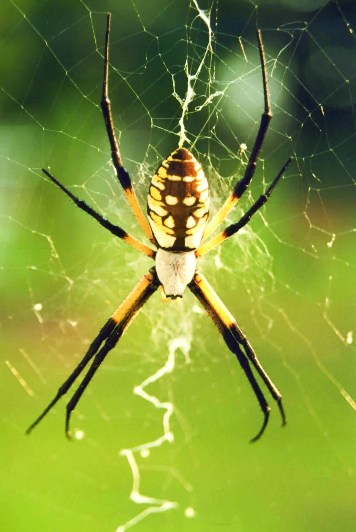 Black Yellow Garden Spiders Control Of Argiope Aurantia Black Yellow Garden Spiders Control Of Argiope Aurantia