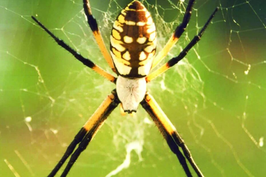 Black Yellow Garden Spiders Control Of Argiope Aurantia