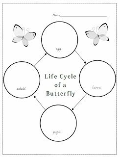 Blank Butterfly Life Cycle Template