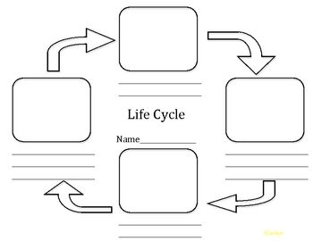 Blank Life Cycle Template Blank Life Cycle Template