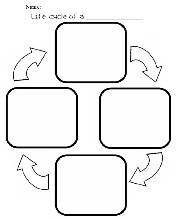Blank Life Cycle Template Blank Life Cycle Template