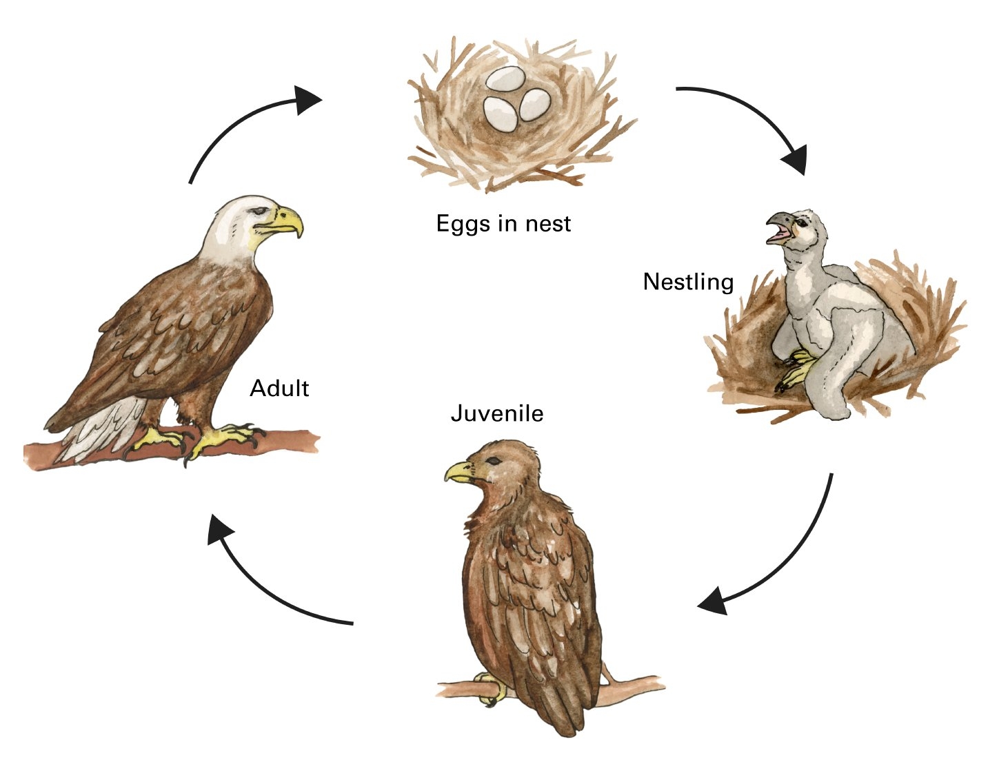 Blog About Life Cycle Of An Eagle Blog About Life Cycle Of An Eagle