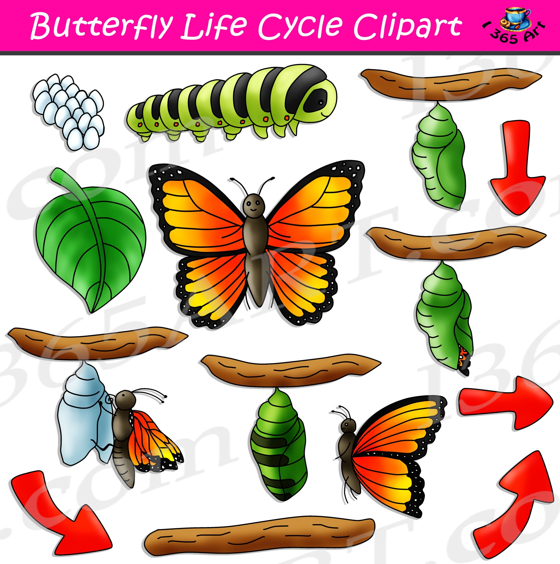 Blue Butterfly Life Cycle Blue Butterfly Life Cycle