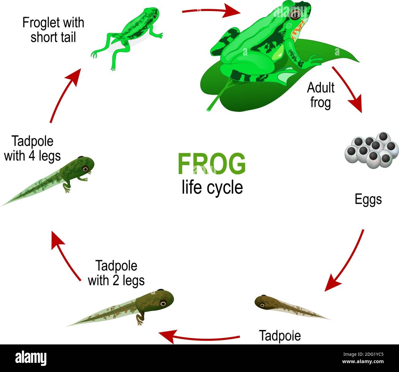 stage 4 frog life cycle stage 4 frog life cycle