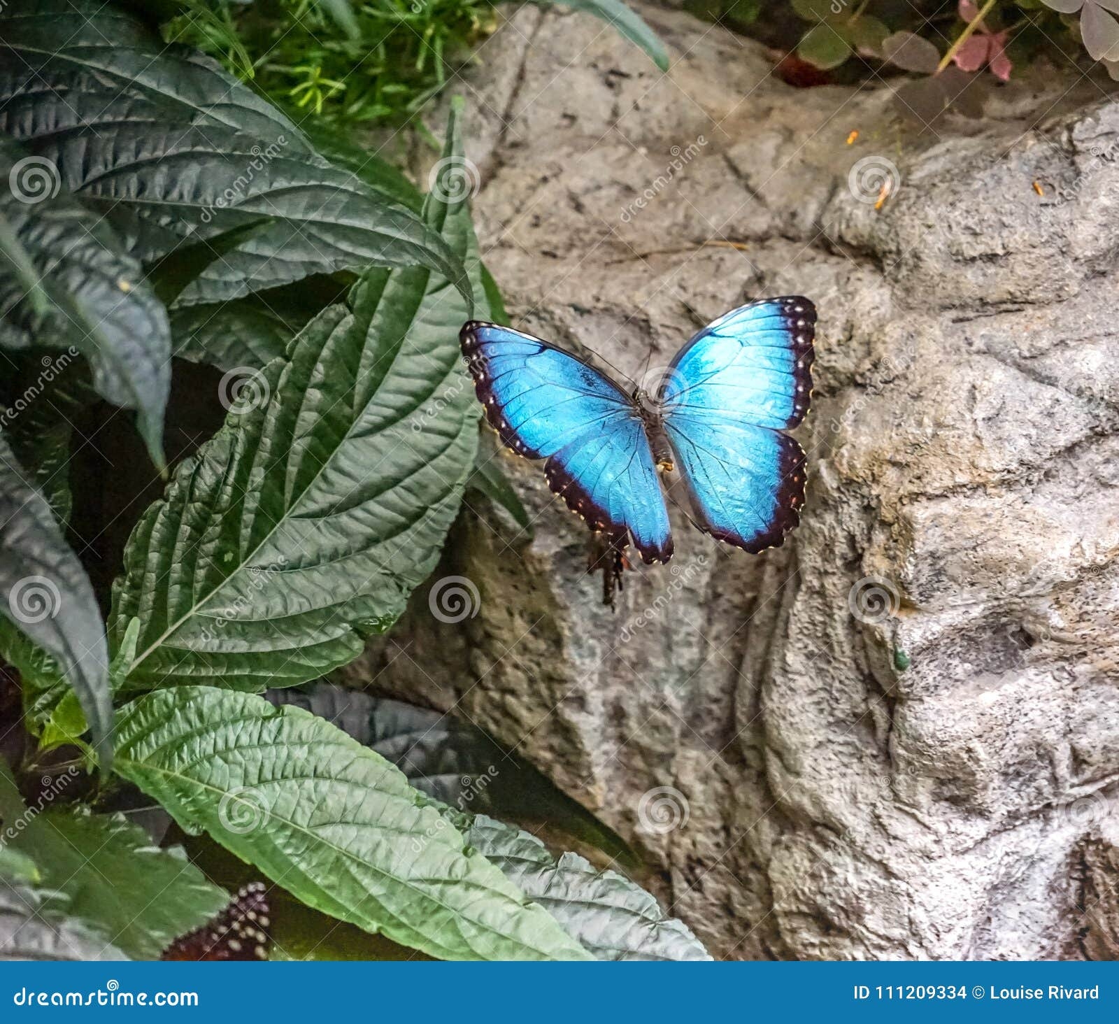 Blue Morpho Butterfly Life Cycle Blue Morpho Butterfly Life Cycle
