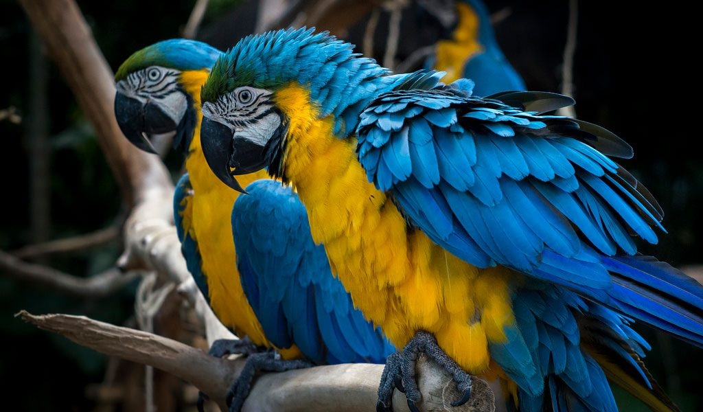 Blue Yellow Macaw Parrott Facts Information Habitat Blue Yellow Macaw Parrott Facts Information Habitat