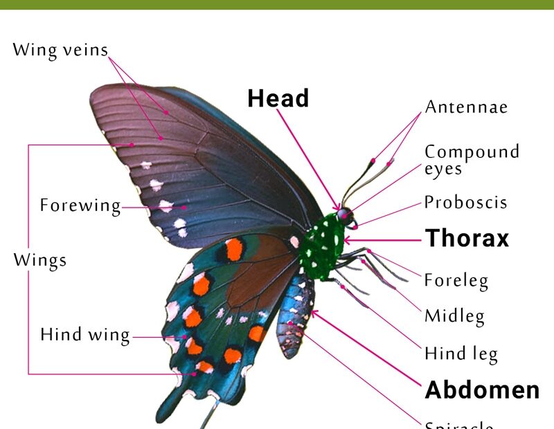 Body Parts Of A Butterfly And Its Diagram