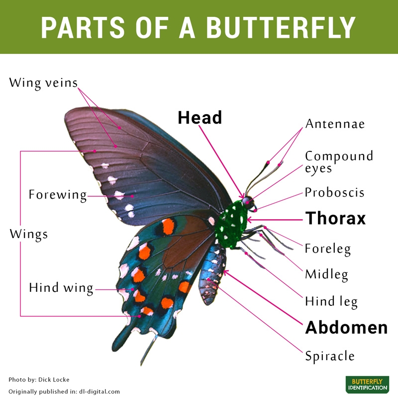 Body Parts Of A Butterfly And Its Diagram Body Parts Of A Butterfly And Its Diagram
