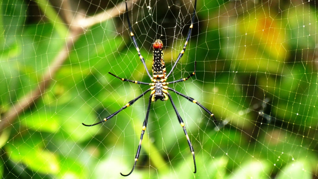 Bright Yellow Spots Help Some Orb Weaver Spiders Lure Their Next Meal Bright Yellow Spots Help Some Orb Weaver Spiders Lure Their Next Meal