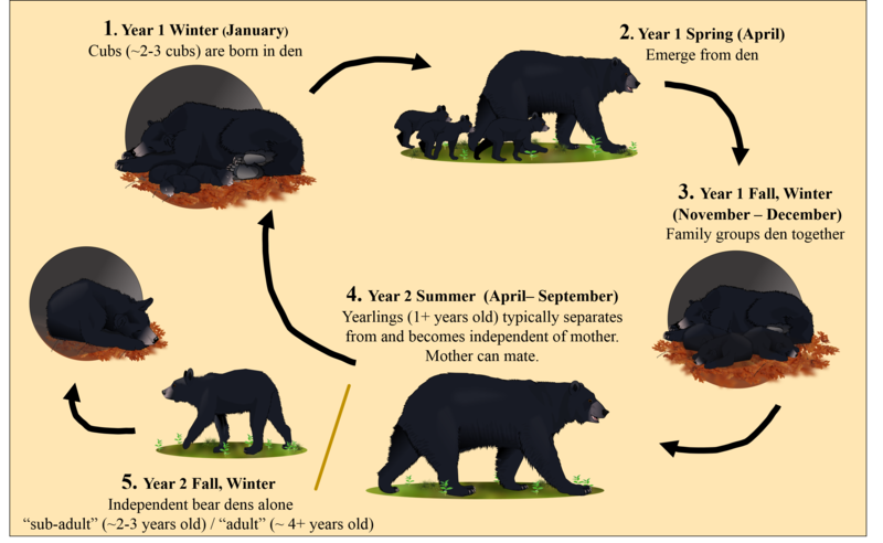 Brown Bear Life Cycle My XXX Hot Girl Brown Bear Life Cycle My XXX Hot Girl