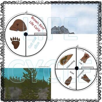 Brown Bear Life Cycle Spinner By Donna Thompson TpT Brown Bear Life Cycle Spinner By Donna Thompson TpT