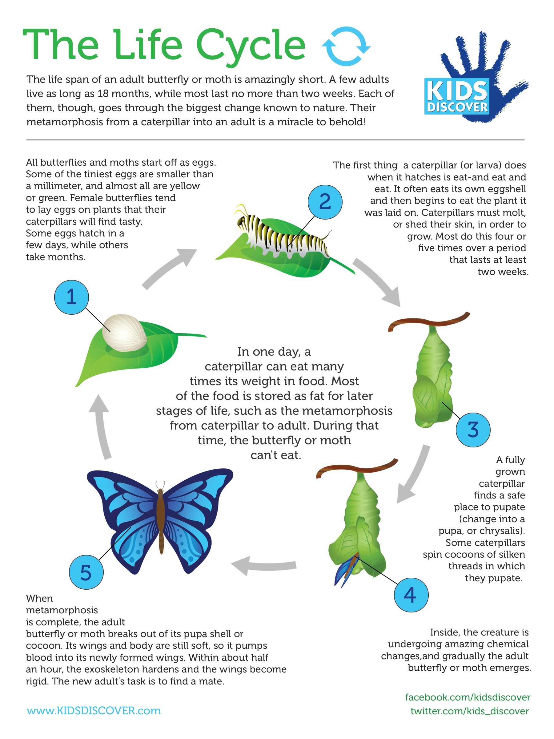Butterflies Butterfly Life Cycle Science Life Cycles Vrogue co Butterflies Butterfly Life Cycle Science Life Cycles Vrogue co