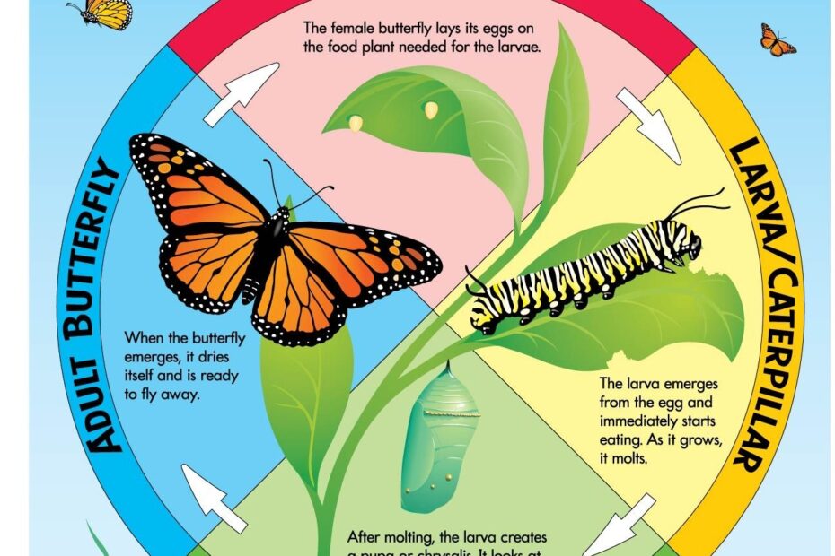 Butterflies Life Cycle Worksheet