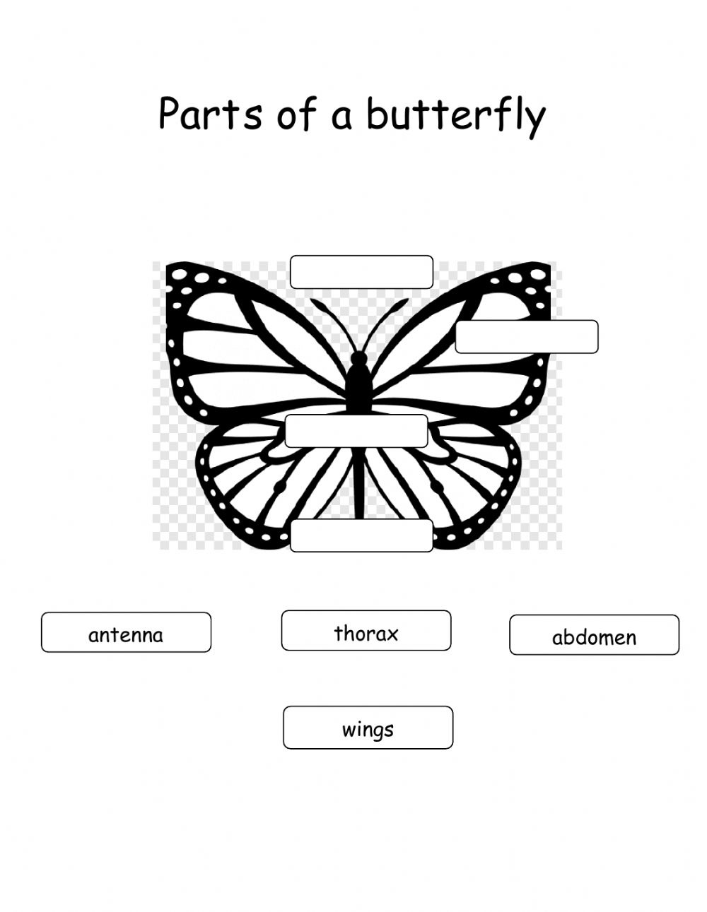 Butterfly Anatomy Worksheet Anatomy Worksheets Butterfly Anatomy Worksheet Anatomy Worksheets