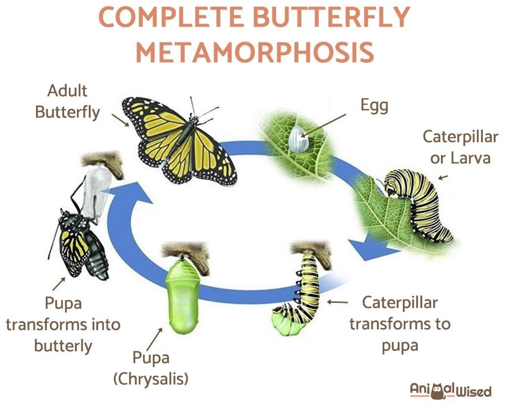 Butterfly Anchor Chart Butterfly Lesson Plans Butterfly Life Cycle Butterfly Anchor Chart Butterfly Lesson Plans Butterfly Life Cycle