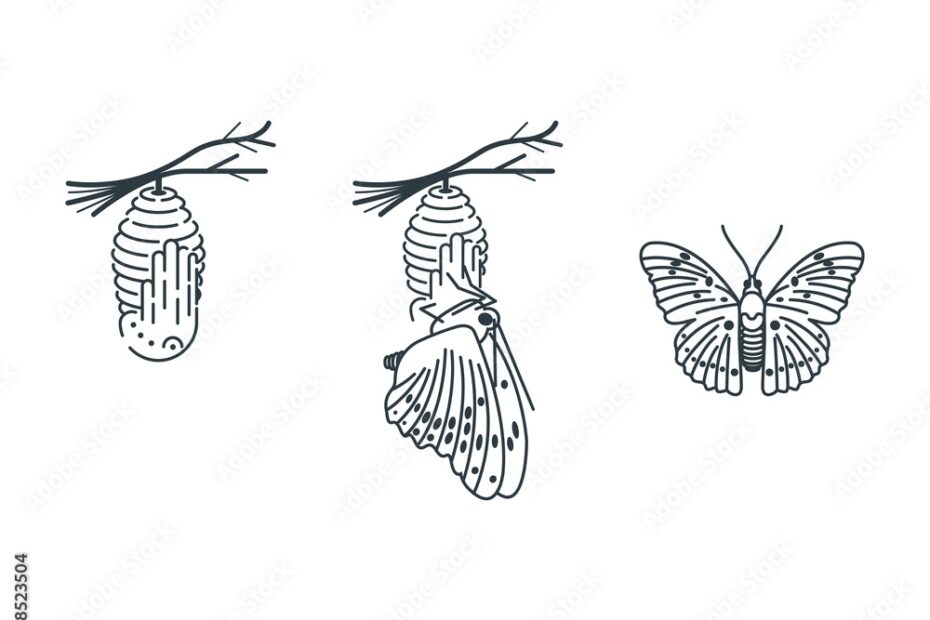 Butterfly And Metamorphosis Period Vector Drawing Stock Vector Adobe