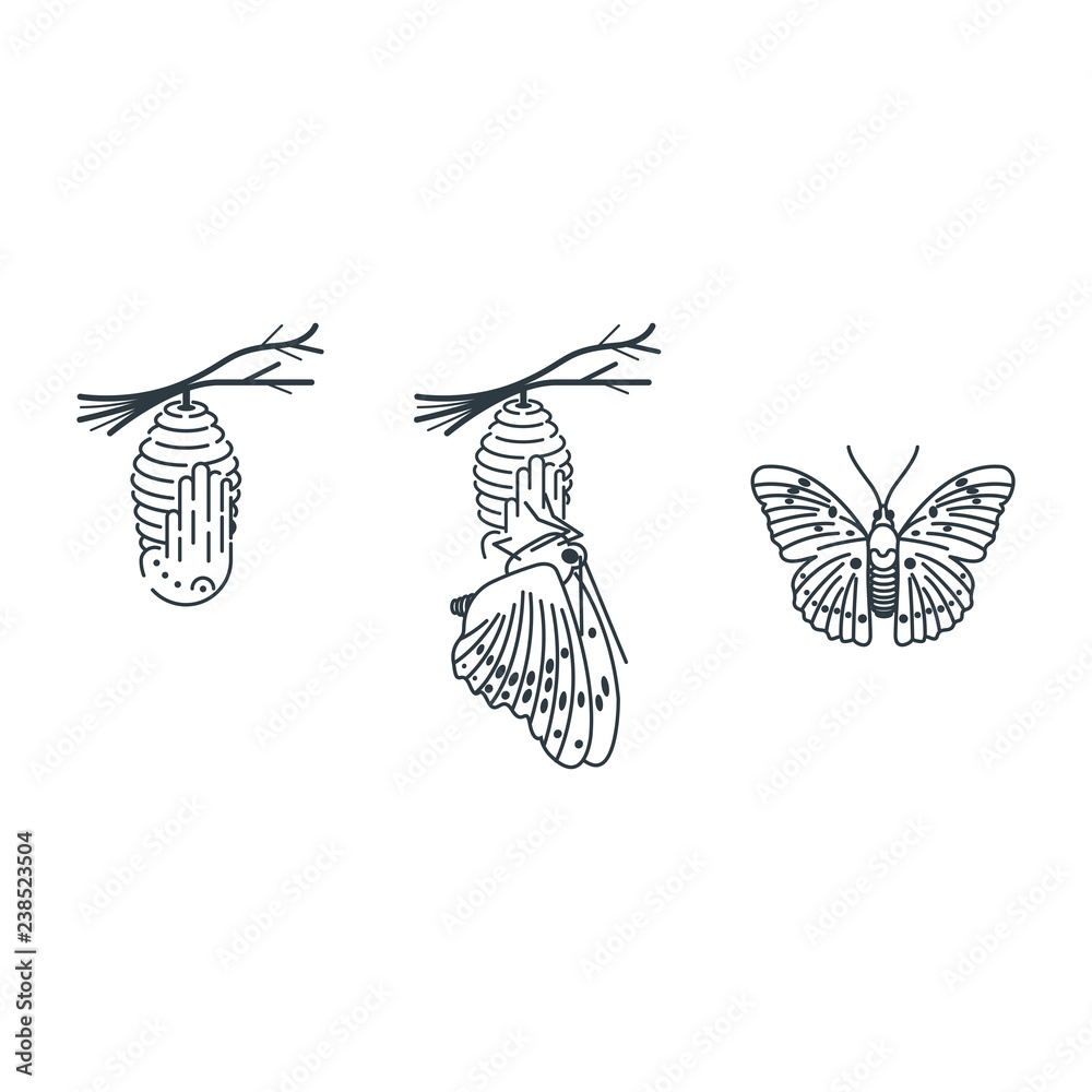 Butterfly And Metamorphosis Period Vector Drawing Stock Vector Adobe Butterfly And Metamorphosis Period Vector Drawing Stock Vector Adobe