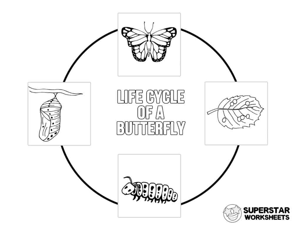 Butterfly Circle Of Life Surferkaser Butterfly Circle Of Life Surferkaser