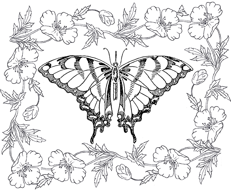 Butterfly Coloring Page For Adults Graphics Fairy Coloring Home Butterfly Coloring Page For Adults Graphics Fairy Coloring Home