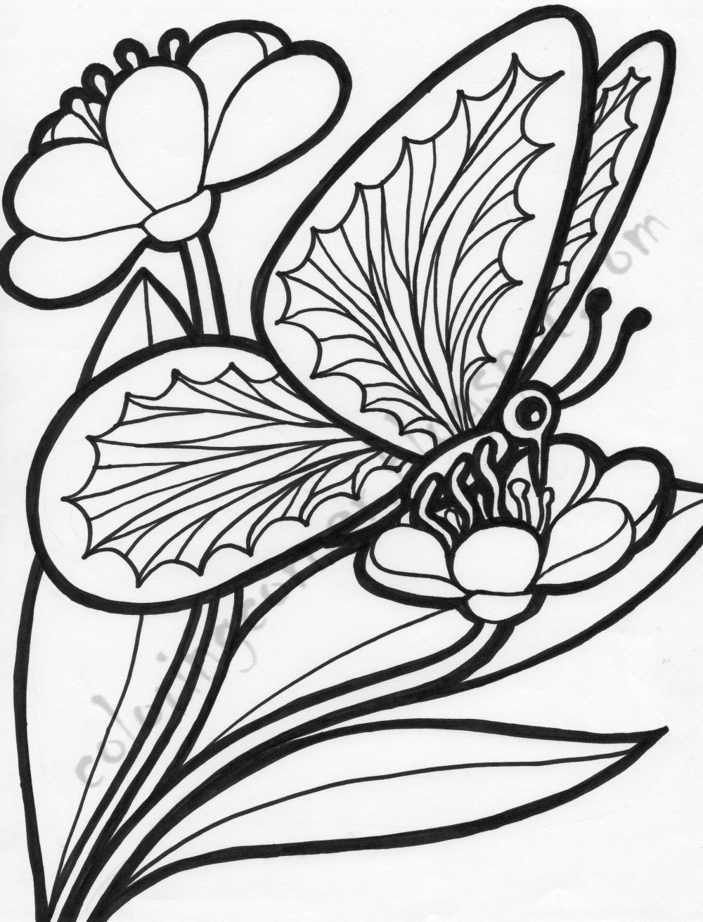 butterfly coloring sheets