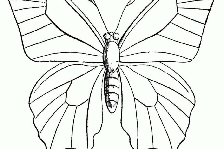 Butterfly Coloring Pages Clipart Free Printable Coloring Pages