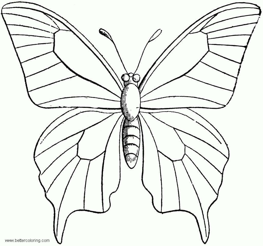 Butterfly Coloring Pages Clipart Free Printable Coloring Pages Butterfly Coloring Pages Clipart Free Printable Coloring Pages